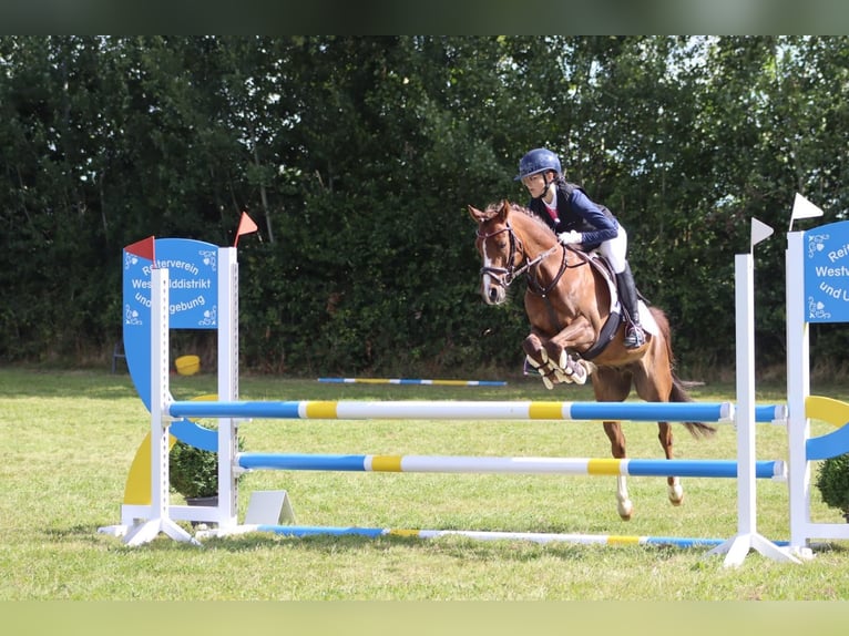 Poni alemán Caballo castrado 9 años 136 cm Alazán-tostado in Gro&#xDF; BuchwaldBordesholm