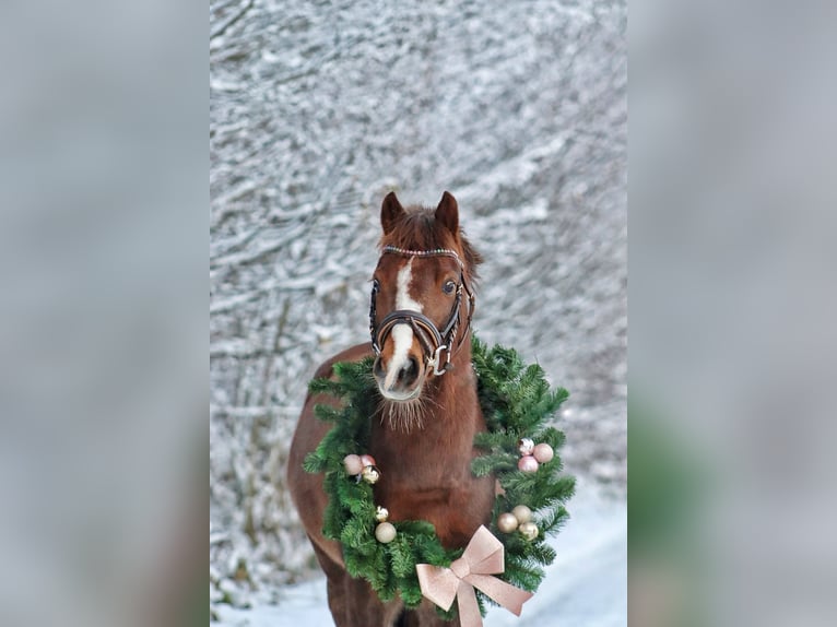 Poni alemán Caballo castrado 9 años 136 cm Alazán-tostado in Gro&#xDF; BuchwaldBordesholm
