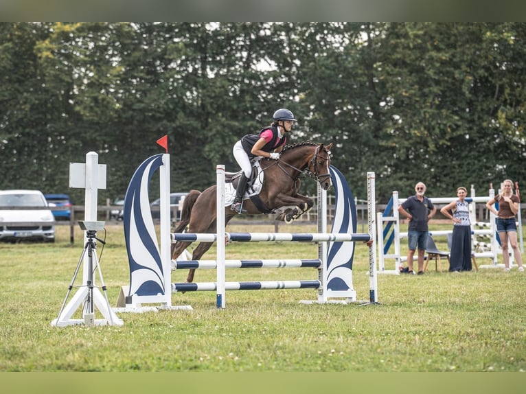 Poni alemán Caballo castrado 9 años 136 cm Alazán-tostado in Gro&#xDF; BuchwaldBordesholm