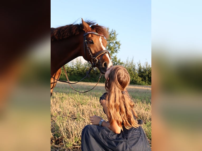 Poni alemán Caballo castrado 9 años 136 cm Alazán-tostado in Gro&#xDF; BuchwaldBordesholm