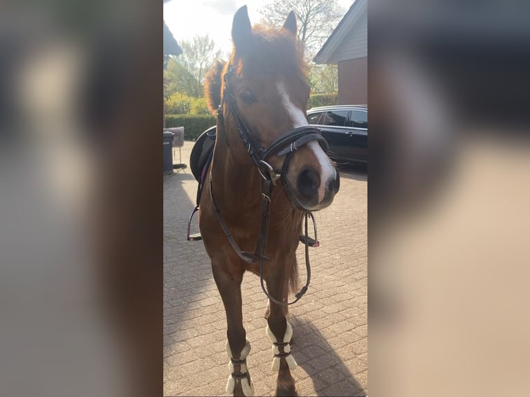 Poni alemán Caballo castrado 9 años 136 cm Alazán-tostado in Gro&#xDF; BuchwaldBordesholm