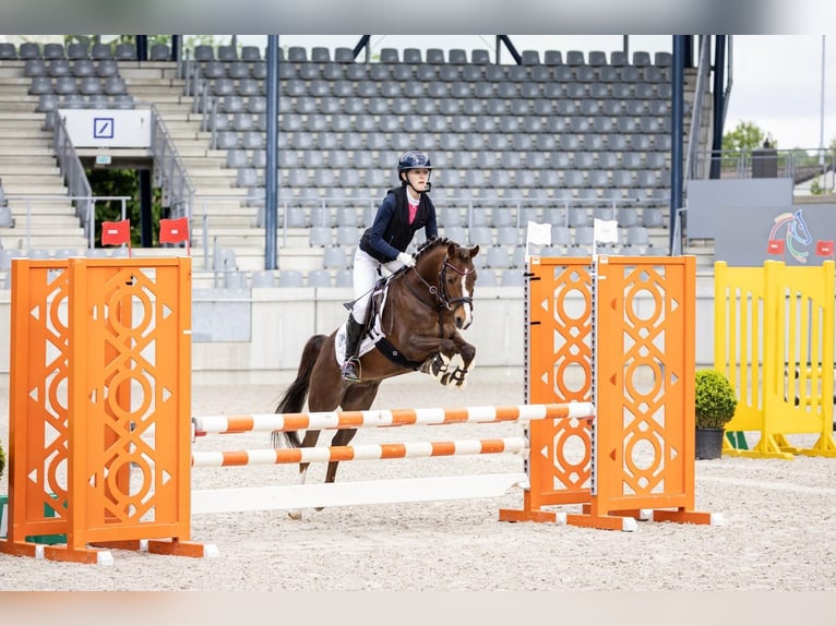 Poni alemán Caballo castrado 9 años 136 cm Alazán-tostado in Gro&#xDF; BuchwaldBordesholm