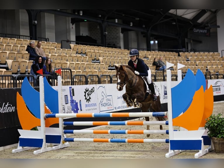 Poni alemán Caballo castrado 9 años 136 cm Alazán-tostado in Gro&#xDF; BuchwaldBordesholm