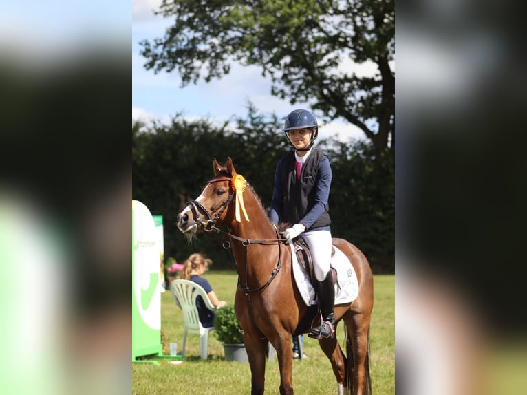 Poni alemán Caballo castrado 9 años 136 cm Alazán-tostado in Gro&#xDF; BuchwaldBordesholm