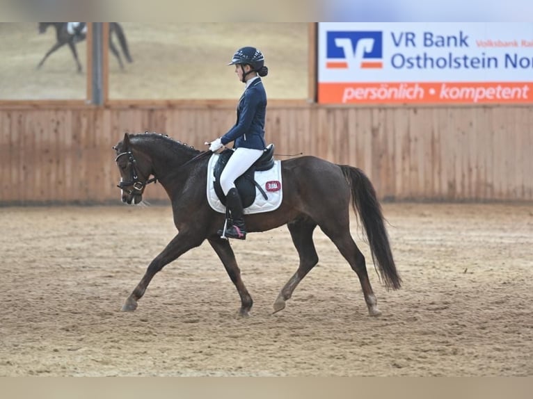 Poni alemán Caballo castrado 9 años 136 cm Alazán-tostado in Gro&#xDF; BuchwaldBordesholm