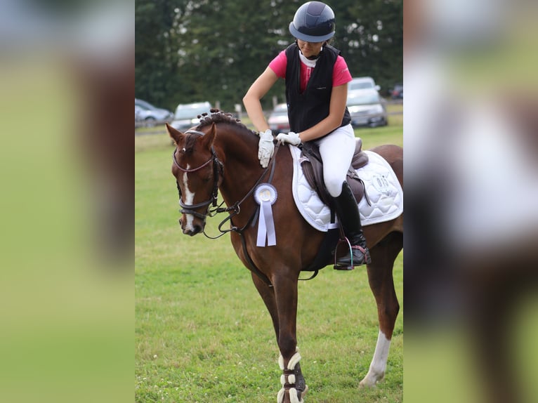 Poni alemán Caballo castrado 9 años 136 cm Alazán-tostado in Gro&#xDF; BuchwaldBordesholm