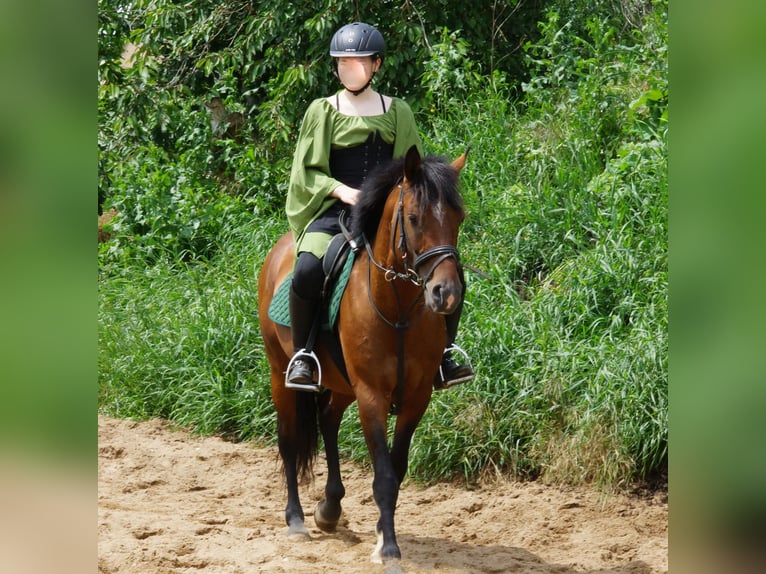 Poni alemán Mestizo Caballo castrado 9 años 141 cm Castaño in Colditz