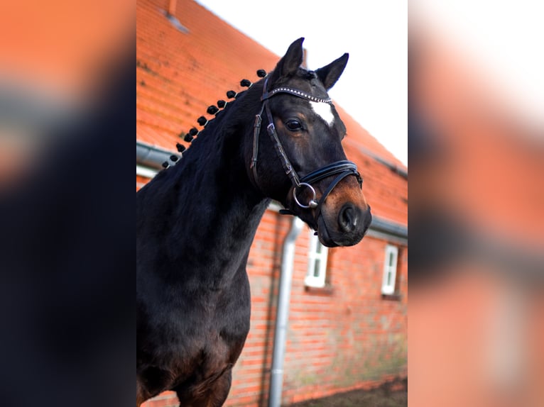 Poni alemán Caballo castrado 9 años 141 cm Negro in Rhed