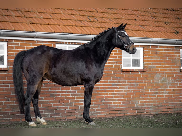 Poni alemán Caballo castrado 9 años 141 cm Negro in Rhed
