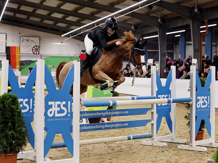 Poni alemán Caballo castrado 9 años 144 cm Alazán in Goch