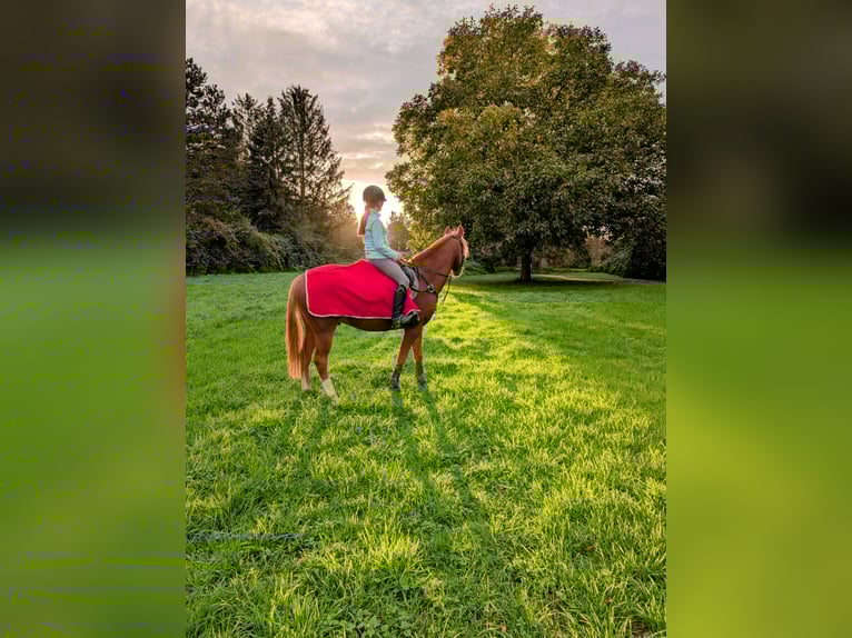 Poni alemán Caballo castrado 9 años 145 cm Alazán in Darmstadt