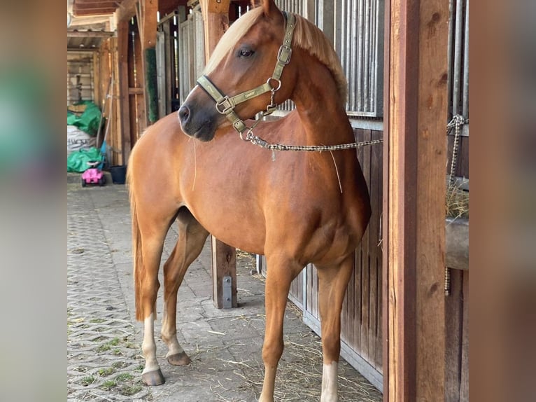 Poni alemán Caballo castrado 9 años 145 cm Alazán in Darmstadt