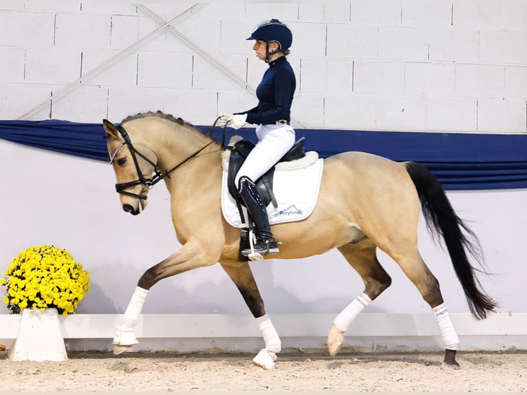 Poni alemán Caballo castrado 9 años 145 cm Bayo in Marsberg