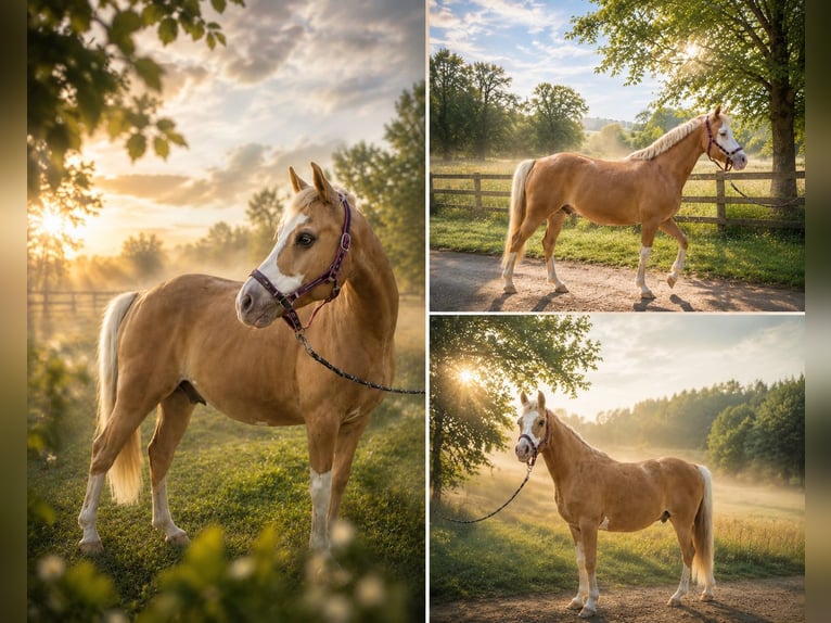 Poni alemán Caballo castrado 9 años 145 cm Palomino in Büste