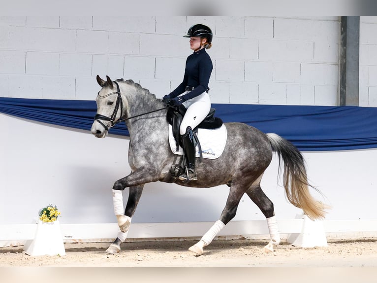 Poni alemán Caballo castrado 9 años 145 cm Tordo ruano in Marsberg