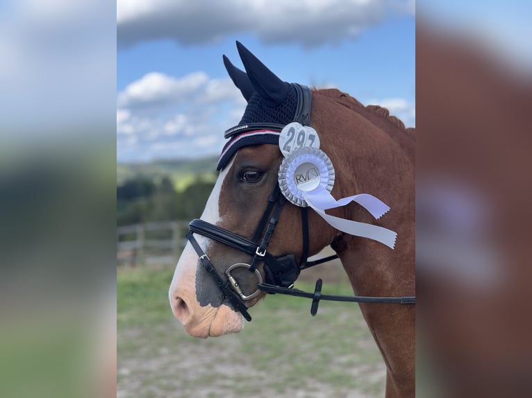 Poni alemán Caballo castrado 9 años 146 cm Alazán in Wermelskirchen