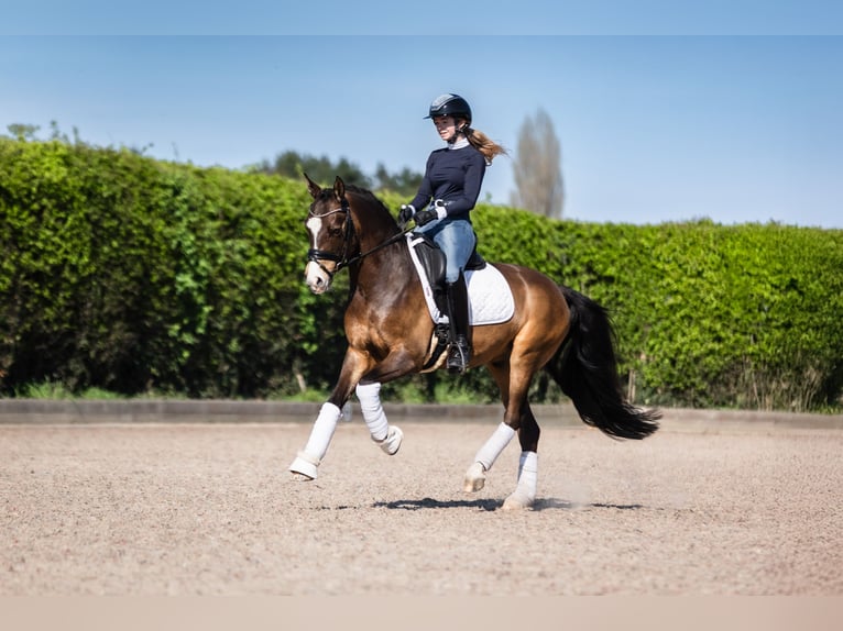 Poni alemán Caballo castrado 9 años 146 cm Bayo in Gent