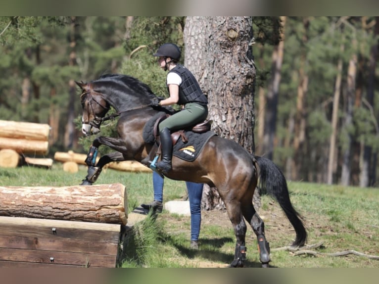 Poni alemán Caballo castrado 9 años 146 cm Castaño in Brietlingen