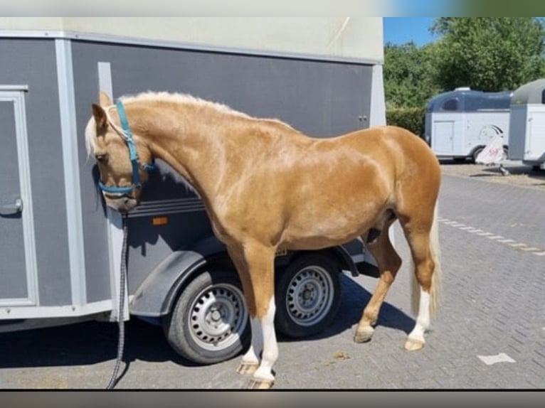 Poni alemán Caballo castrado 9 años 146 cm Palomino in Jüchen