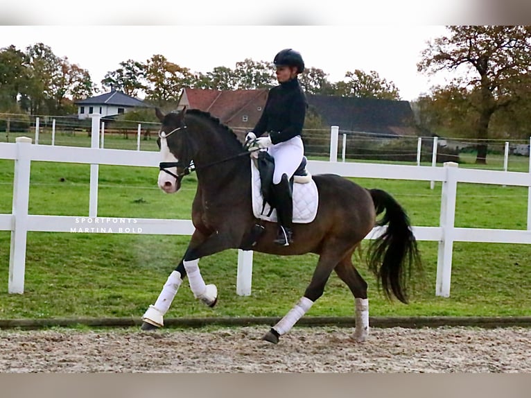 Poni alemán Caballo castrado 9 años 147 cm Castaño in Recke, bei Osnabrück
