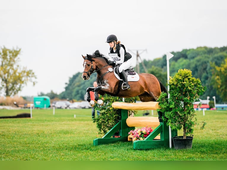 Poni alemán Caballo castrado 9 años 147 cm Castaño oscuro in Dörpstedt