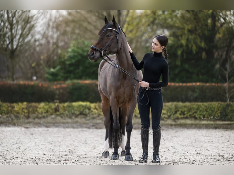 Poni alemán Caballo castrado 9 años 147 cm Castaño oscuro in Willich