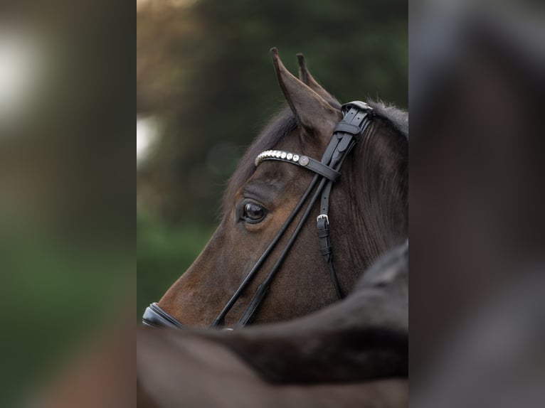 Poni alemán Caballo castrado 9 años 147 cm Castaño oscuro in Willich