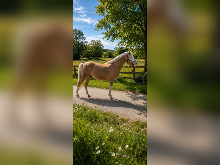 Poni alemán Caballo castrado 9 años 147 cm Palomino in Büste