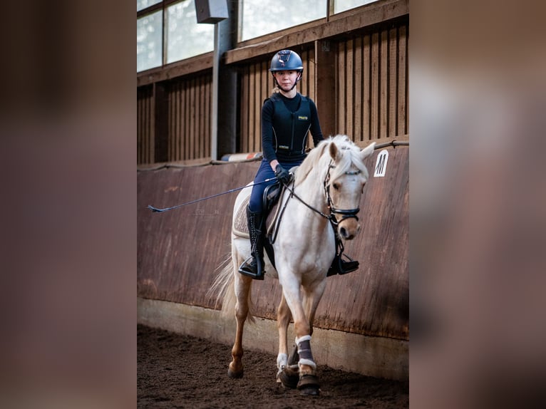 Poni alemán Caballo castrado 9 años 147 cm Palomino in Ottersberg