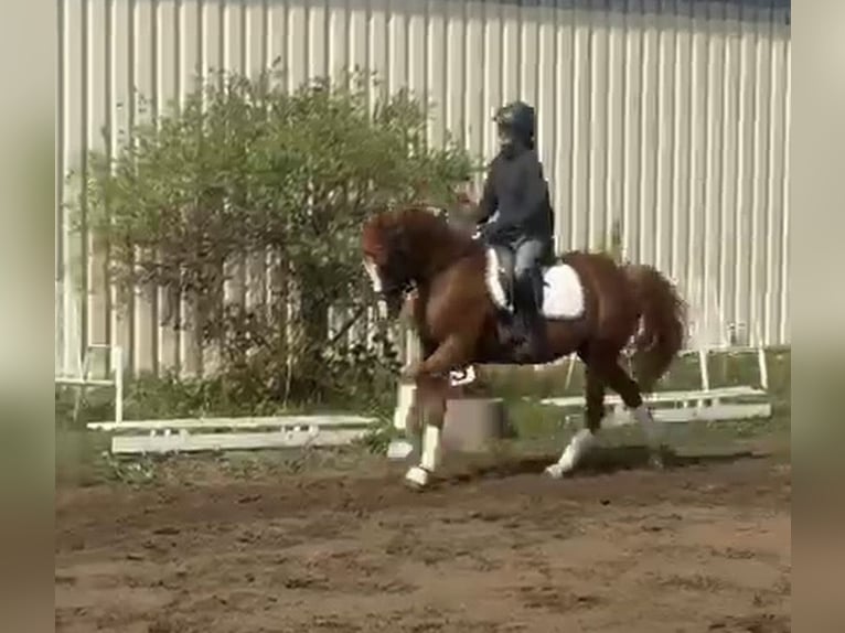Poni alemán Caballo castrado 9 años 148 cm Alazán in Bad Schönborn