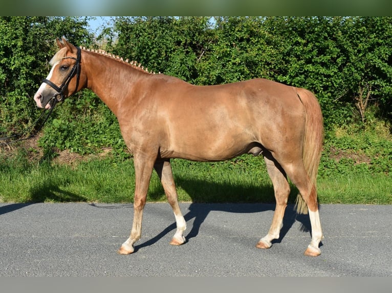 Poni alemán Caballo castrado 9 años 148 cm Alazán in Brahmenau