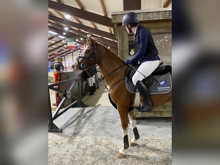 Poni alemán Caballo castrado 9 años 148 cm Alazán in Alpen