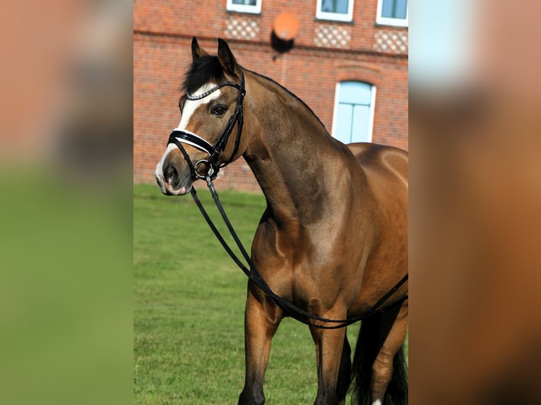 Poni alemán Caballo castrado 9 años 148 cm Bayo in Rehburg-Loccum Münchehagen