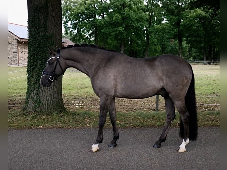 Poni alemán Caballo castrado 9 años 148 cm Bayo in Recke, bei Osnabrück