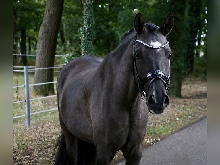 Poni alemán Caballo castrado 9 años 148 cm Bayo in Recke, bei Osnabrück