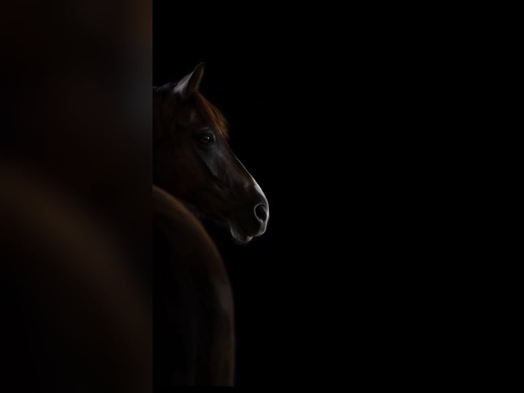 Poni alemán Caballo castrado 9 años 148 cm Bayo in Warendorf