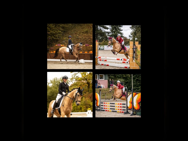 Poni alemán Caballo castrado 9 años 148 cm Buckskin/Bayo in Essen