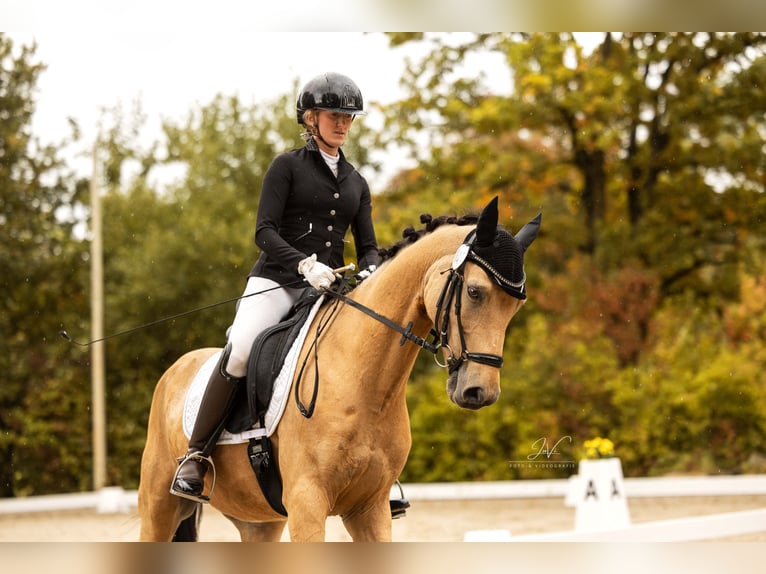 Poni alemán Caballo castrado 9 años 148 cm Buckskin/Bayo in Essen