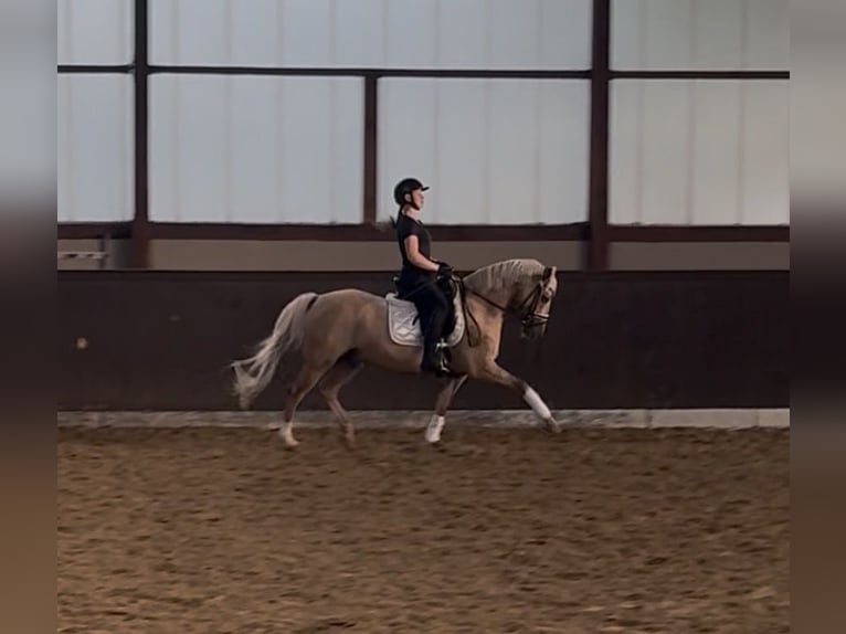 Poni alemán Caballo castrado 9 años 148 cm  in Essen