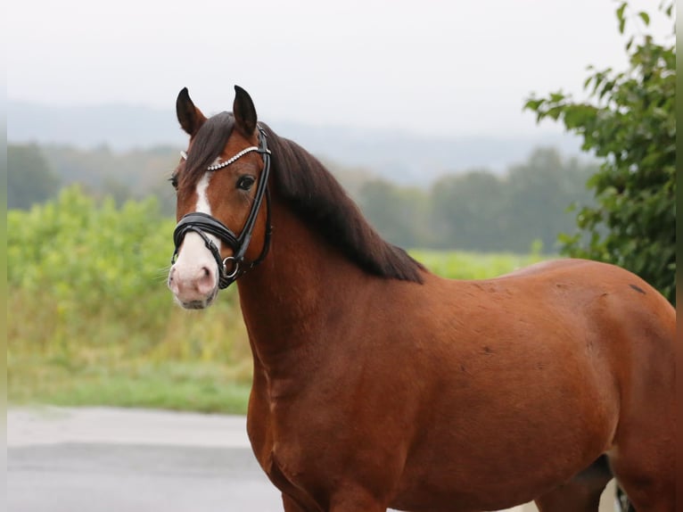 Poni alemán Caballo castrado 9 años 148 cm  in Tecklenburg
