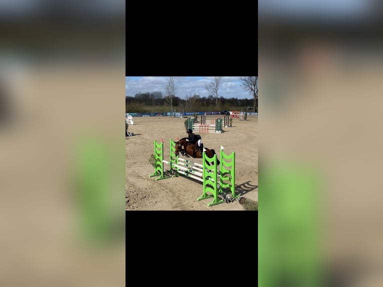 Poni alemán Caballo castrado 9 años 148 cm Castaño in Hittbergen