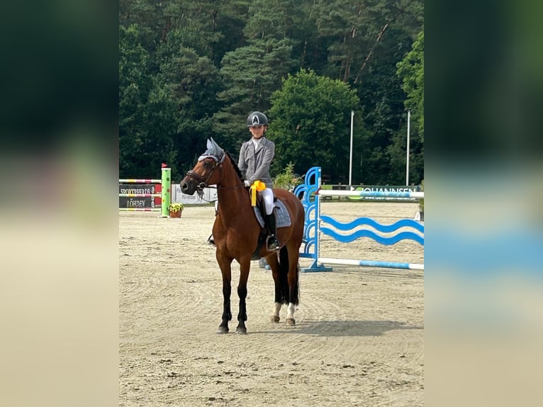Poni alemán Caballo castrado 9 años 148 cm Castaño in Hittbergen