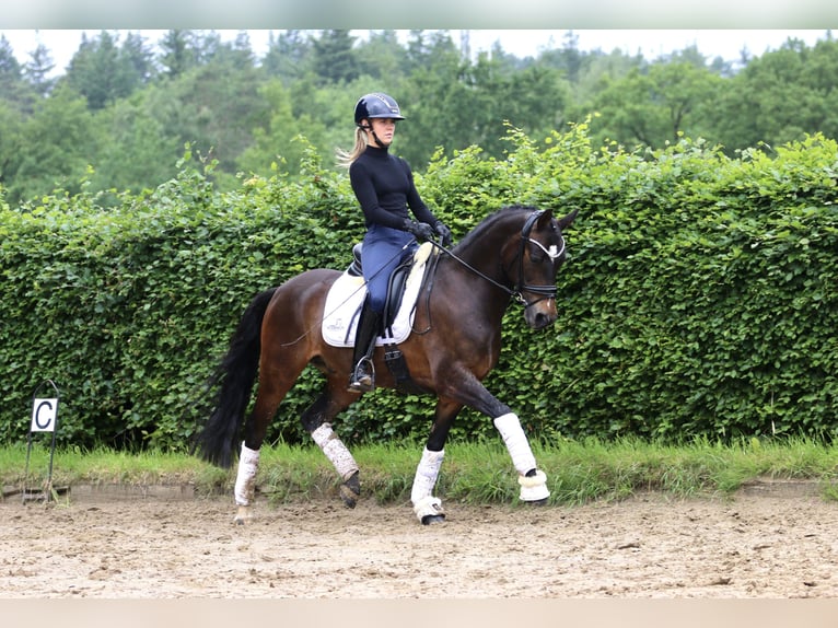 Poni alemán Caballo castrado 9 años 148 cm Castaño in Hörstel