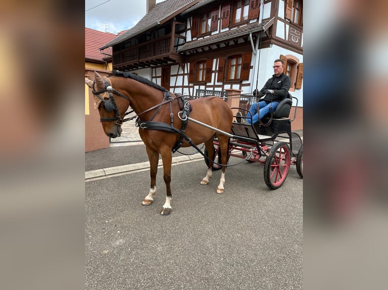 Poni alemán Caballo castrado 9 años 148 cm Castaño in Gimbrett