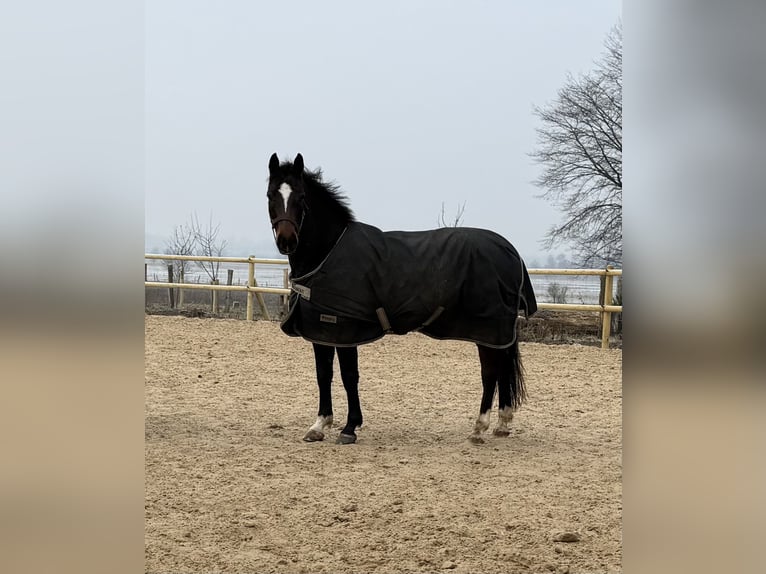 Poni alemán Caballo castrado 9 años 148 cm Castaño in Nusse