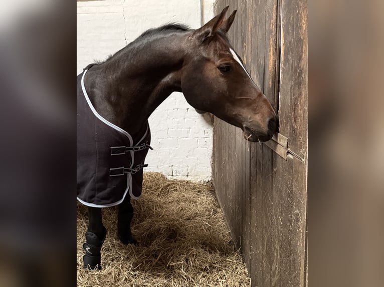 Poni alemán Caballo castrado 9 años 148 cm Castaño in Nusse
