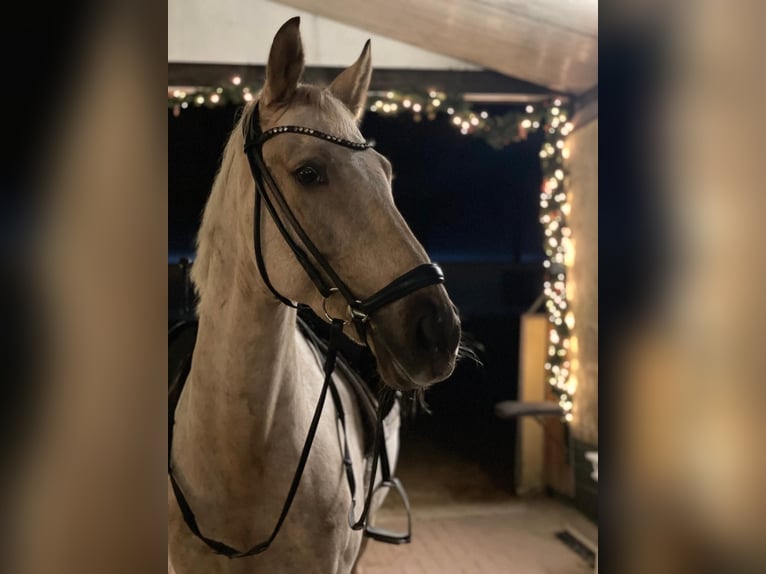 Poni alemán Caballo castrado 9 años 148 cm Palomino in Ottersberg