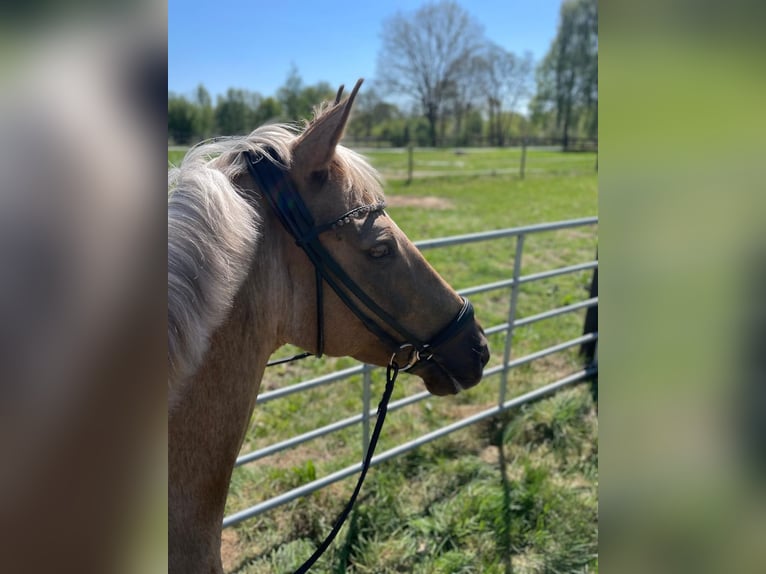 Poni alemán Caballo castrado 9 años 148 cm Palomino in Ottersberg