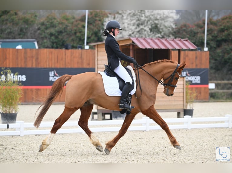 Poni alemán Caballo castrado 9 años 149 cm Alazán in La Chapelle-sur-Erdre