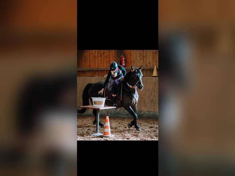 Poni alemán Mestizo Caballo castrado 9 años 149 cm Castaño oscuro in Rehlingen-Siersburg